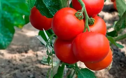 tomate Ultrarannie