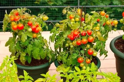 tomate Ultrarannie