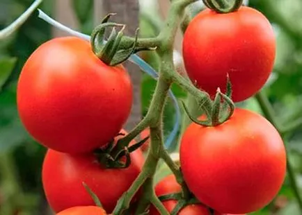 tomate Ultrarannie