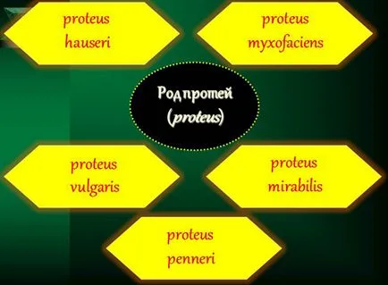 Proteus mirabilis, ceea ce este
