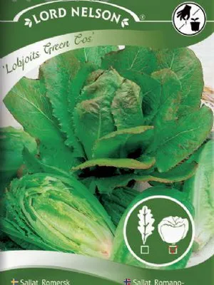 Cultivarea salata verde în câmp deschis