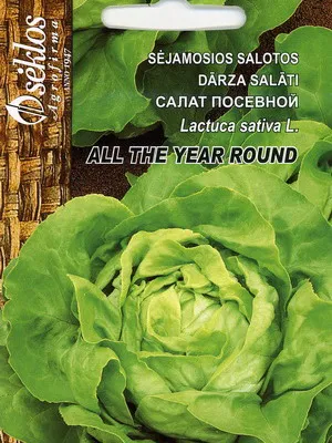 Cultivarea salata verde în câmp deschis
