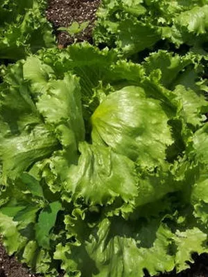 Cultivarea salata verde în câmp deschis