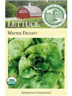 Cultivarea salata verde în câmp deschis