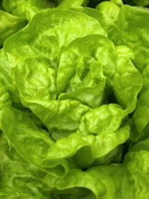 Cultivarea salata verde în câmp deschis