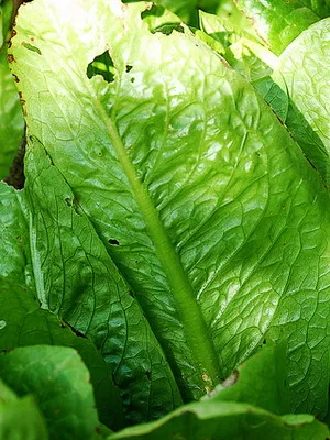 Cultivarea salata verde în câmp deschis