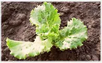 Cultivarea salata verde în câmp deschis