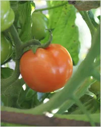 tomate țară