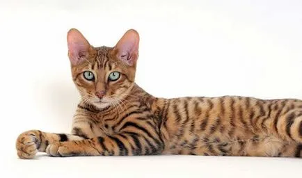 Cine are cele mai frumoase pisici Cine are cele mai frumoase pisici