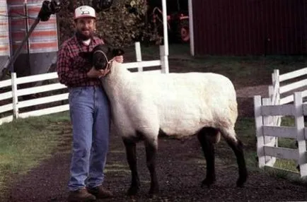 mare de ovine