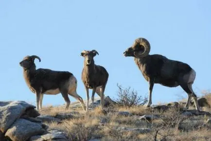 mare de ovine