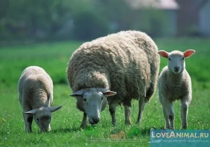 mare de ovine
