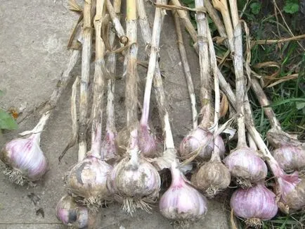 Cum să crească usturoi bun