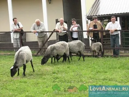 mare de ovine