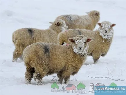 mare de ovine