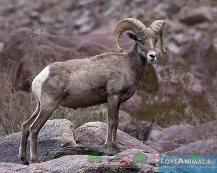 mare de ovine
