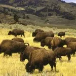 Wyoming aceasta Wyoming aceasta