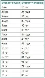 Cât de vechi este pisica pentru un an Cât de vechi este pisica pentru un an