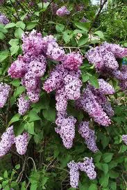 Liliac într-o casă