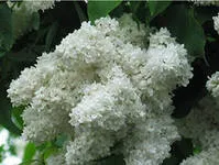 Liliac într-o casă Liliac într-o casă
