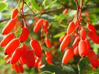 Liliac într-o casă Liliac într-o casă