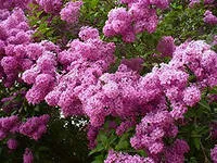 Liliac într-o casă Liliac într-o casă