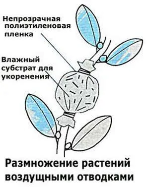 Cum să transplant Shefleru