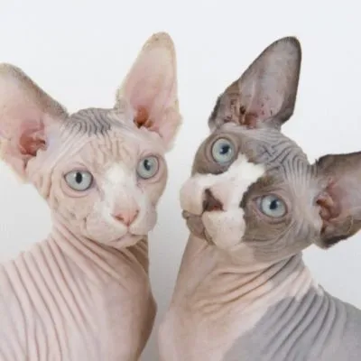 Sphynx rase de pisici Sphynx rase de pisici