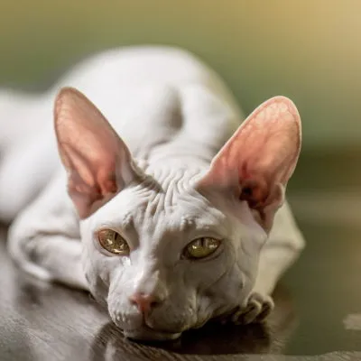 Sphynx rase de pisici Sphynx rase de pisici