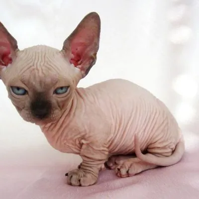 Sphynx rase de pisici Sphynx rase de pisici