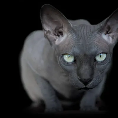 Sphynx rase de pisici Sphynx rase de pisici