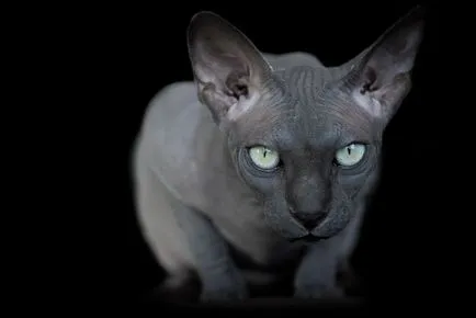 Sphynx rase de pisici Sphynx rase de pisici