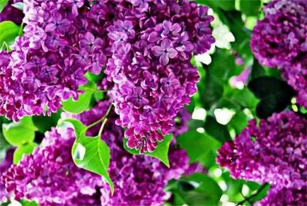 Liliac într-o casă