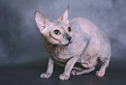 Sphynx rase de pisici Sphynx rase de pisici