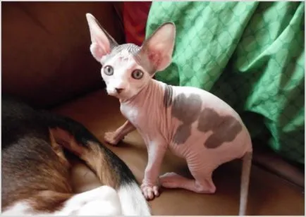 Sphynx rase de pisici Sphynx rase de pisici