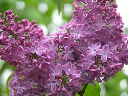 Liliac într-o casă