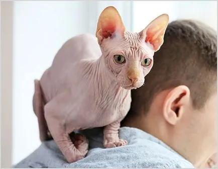 Sphynx rase de pisici Sphynx rase de pisici