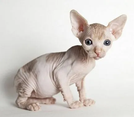 Sphynx rase de pisici