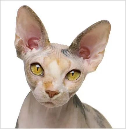 Sphynx rase de pisici Sphynx rase de pisici