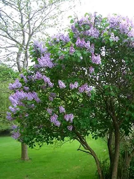 Liliac într-o casă Liliac într-o casă