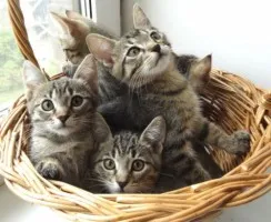 Voi lua câinii în mâini bune Voi lua câinii în mâini bune