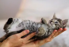 Voi lua câinii în mâini bune Voi lua câinii în mâini bune