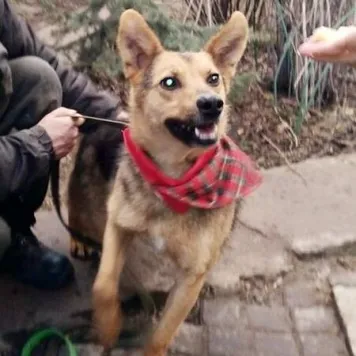 Voi lua câinii în mâini bune