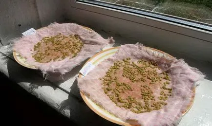 tomate Ultrarannie