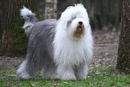 Rasa câinii fără coadă Rasa câinii fără coadă
