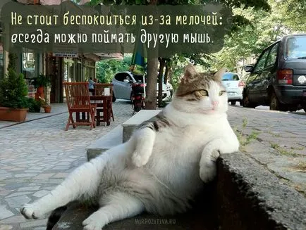 Sad poze cu pisici