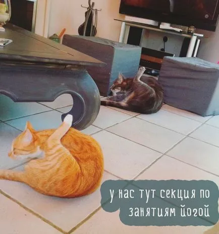 Sad poze cu pisici