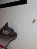 De ce se tem de păianjeni