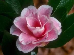 Camellia japoneză acasă