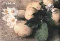 tomate țară